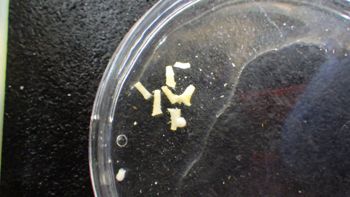 Media type: image;   Invertebrate Zoology 153498 Description: Live specimen.;